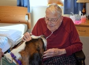 therapy animals
