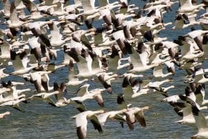 snow geese