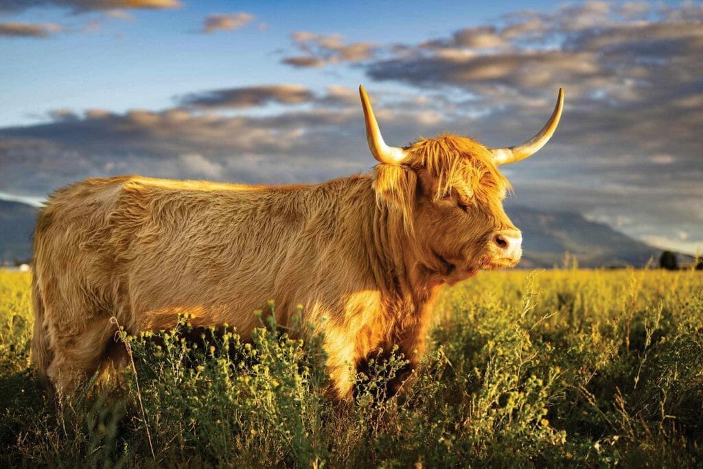 Highland Cow at Fold of Liberty Farms in west Spanish Fork.
