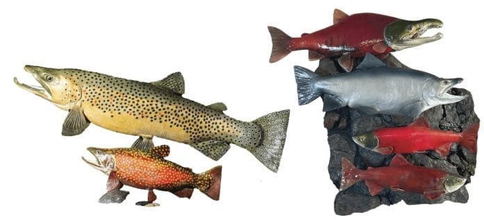 Left: Yellow 30’’ Brown Trout reproduction of a fish caught in Provo River and a Red Male Spawning Brook Trout. Right: Kokanee Salmon Wall Display