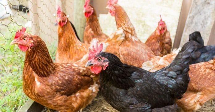 Brown and dark feathered backyard chickens