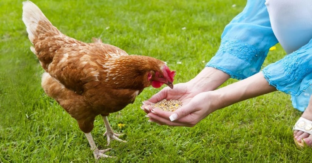 Woman feeding Golden Brown Chicken