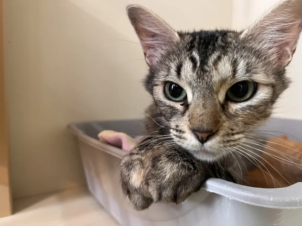 One of the available cats for adoption at All Paws Count named Nala. As of September 20th, she is still nursing kittens and not currently available for quick adoption. But if you would love to adopt her after, get in touch with Heathre or the staff at All Paws Count.