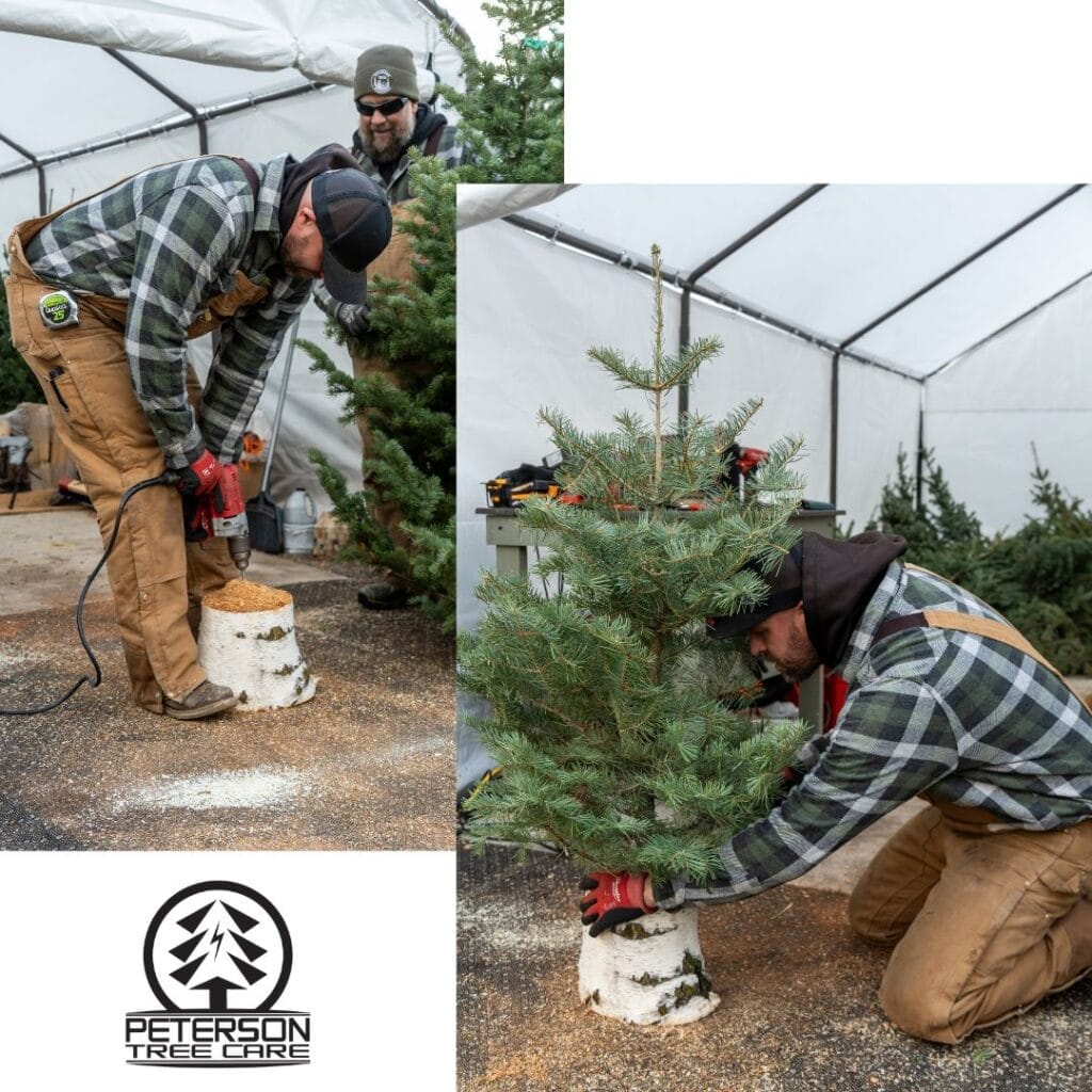 Cody Castleberry, drilling a hole in White Birch Wood to create a beautiful porch tree.