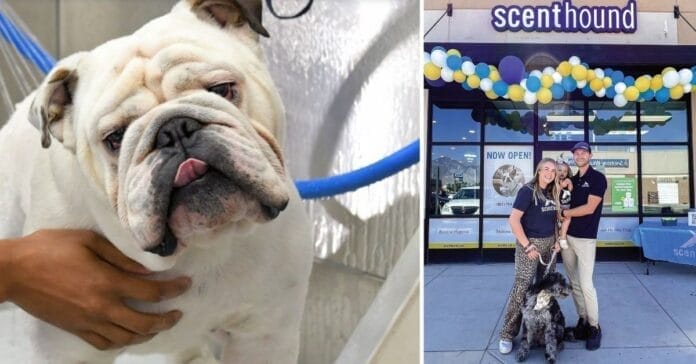 Spanish Fork Scenthound Aims to Bridge the Gap Between Traditional Grooming and Vet Care