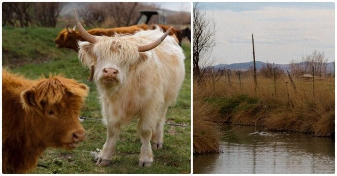 Local farm tragically loses baby calf, asks for help to prevent future tragedies.