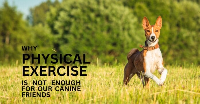 Why physical exercise is not enough for our canine friends.