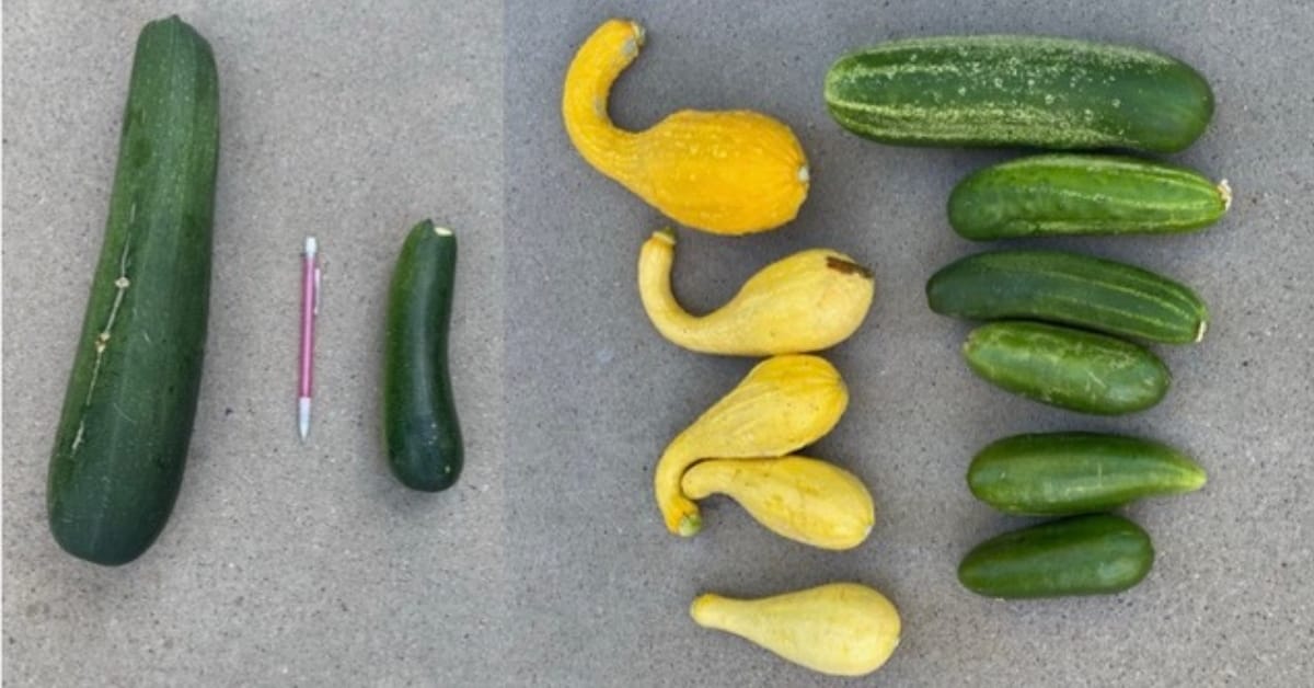 The Garden Report - September 2025.